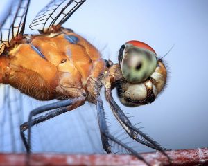 makrofotografie tipps