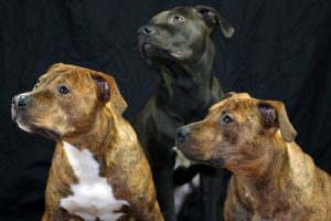 hundefotos richtig machen