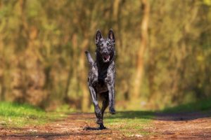 hundefotografie